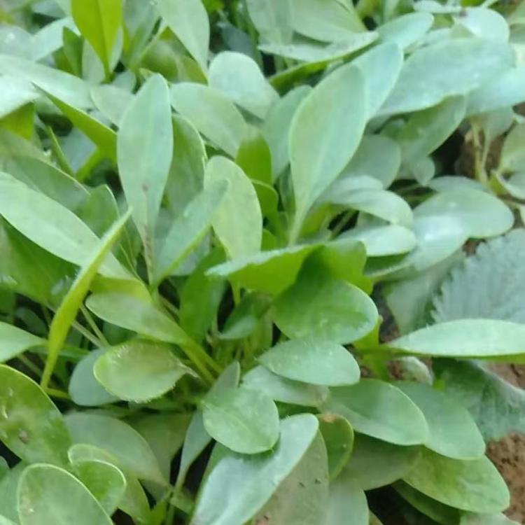 青州草花金鸡菊_金鸡菊价格_金鸡菊大量供应