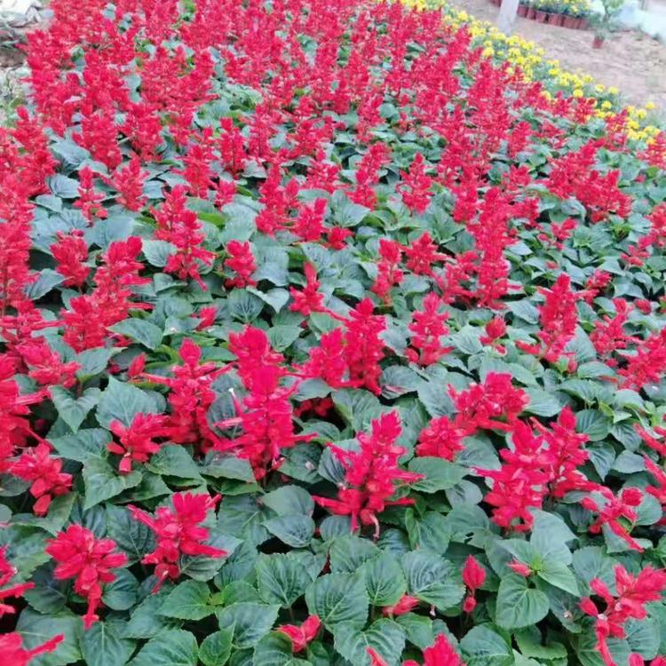 大量批发一串红_一串红价格_亨利花卉一串红基地批发