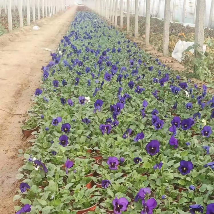 时令草花三色堇基地_三色堇价格