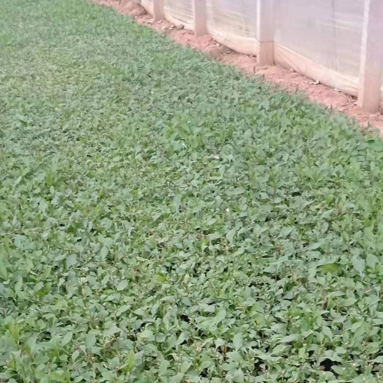 花海用花柳叶马鞭草基地_亨利花卉柳叶马鞭草