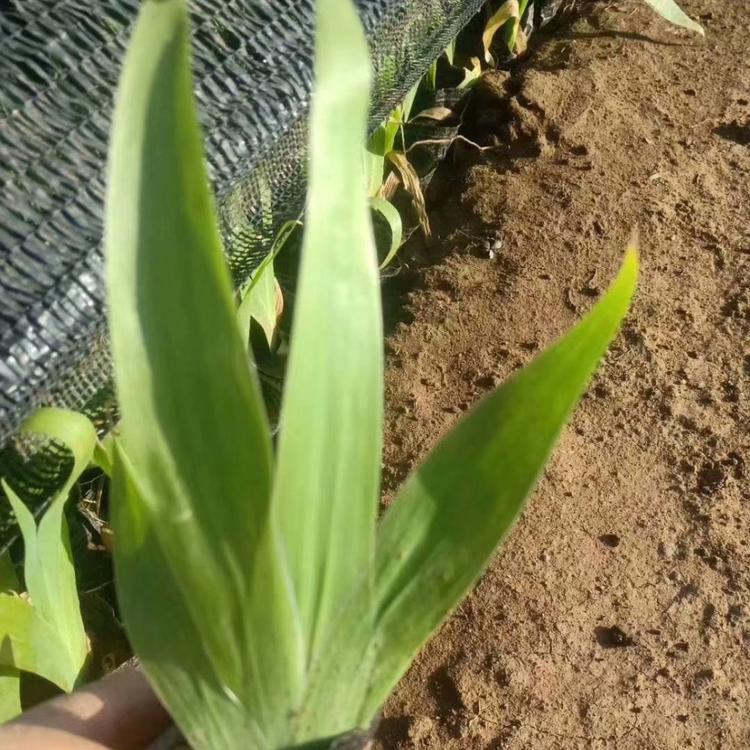 燕尾黄花燕尾价格