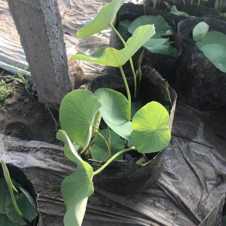苗圃直供荷花 观赏荷花 荷花批发