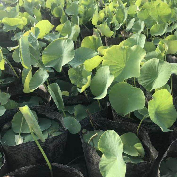 现货直销荷花 荷花苗 荷花批发价格