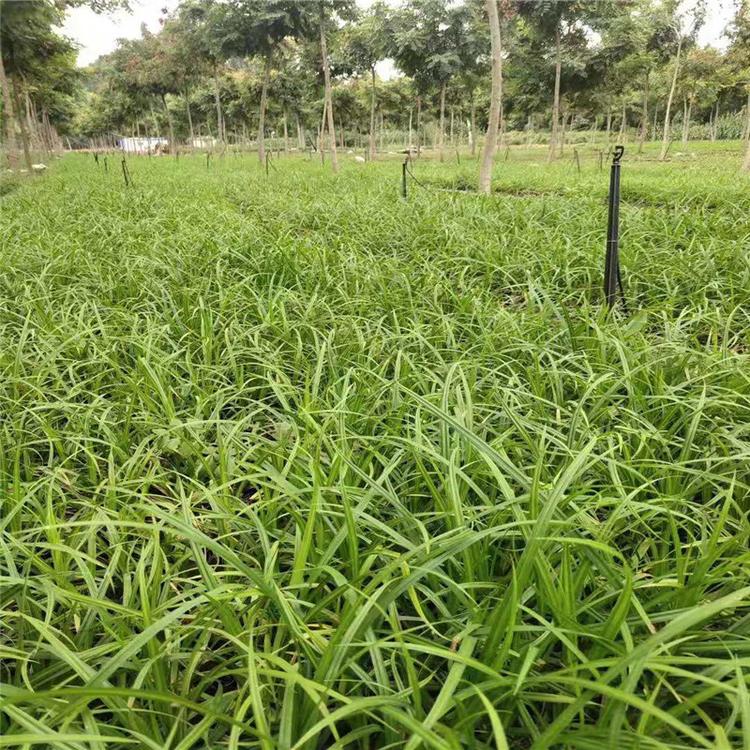 崂峪苔草价格 崂峪苔草基地 山东崂峪苔草 江瑞园艺崂峪苔草