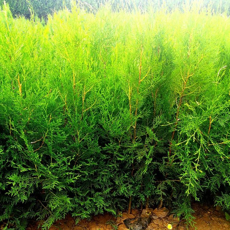 我苗圃批发侧柏小苗小苗侧柏种植