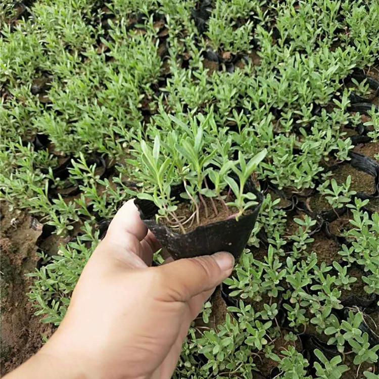 薰衣草花海 薰衣草种植基地 薰衣草产地 薰衣草价格