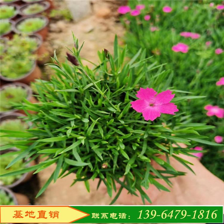 欧石竹  青州欧石竹基地 山东彩诺欧石竹种植基地