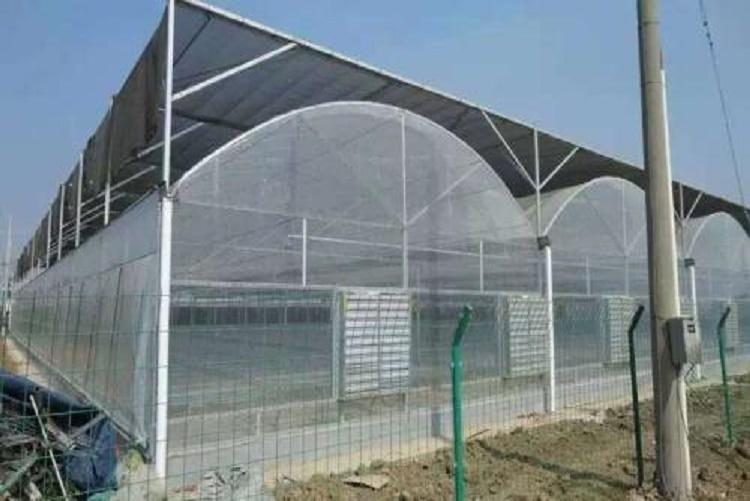 阳凯温室 山东青州连栋薄膜温室厂家 建造连栋蔬菜花卉温室大棚