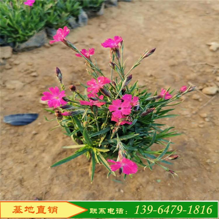 植物墙用花欧石竹 文旅开花草坪欧石竹绿墙 欧石竹几月开花