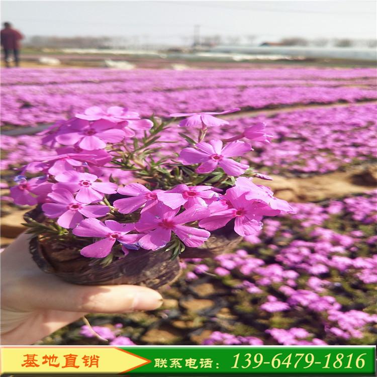 紫罗兰色福禄考 紫蓝色丛生福禄考杯苗 青州花卉现货供应