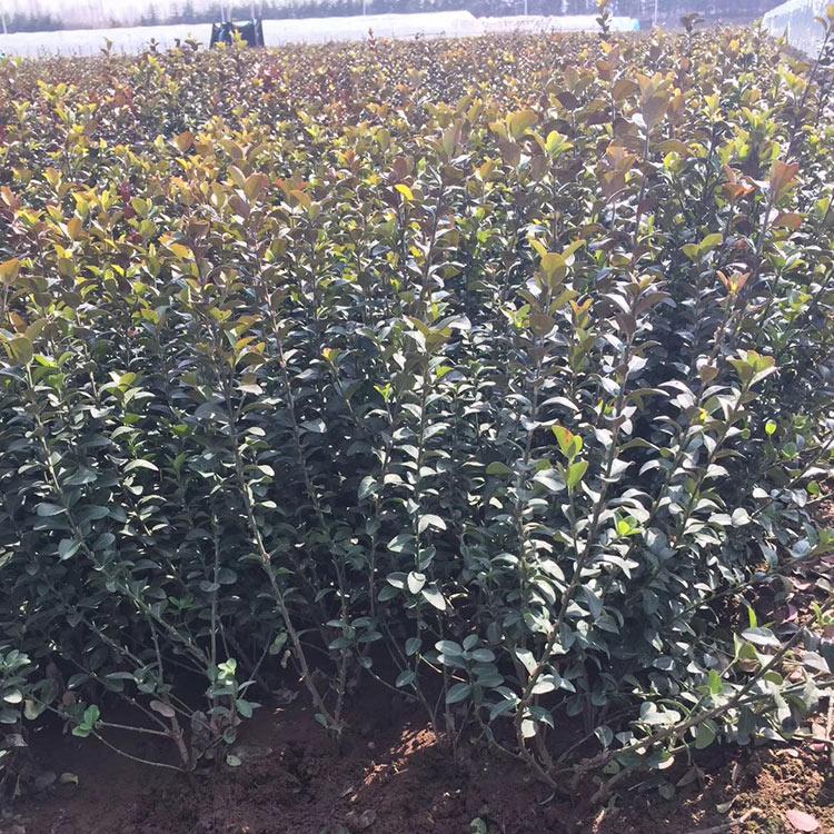 产地供应 胶东卫茅 供应商产地供应
