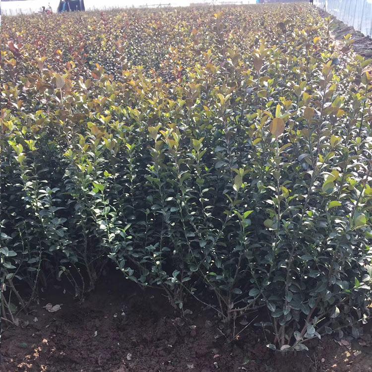 胶东卫茅价格 绿化苗木基地 量大优惠