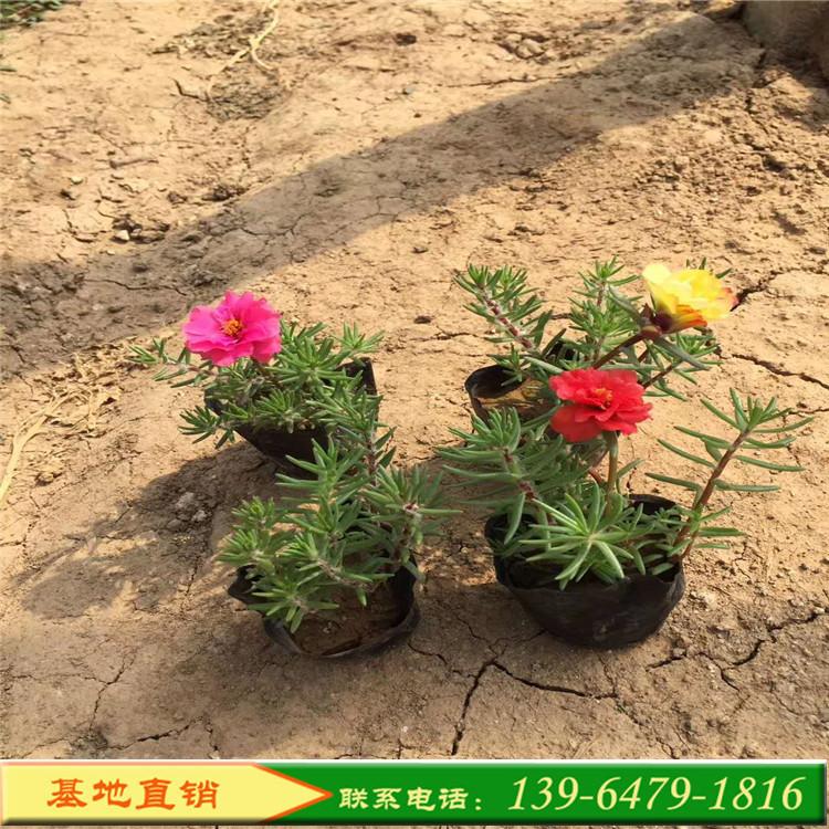 半枝莲 北方草花基地直销 青州草花太阳花基地 半枝莲批发