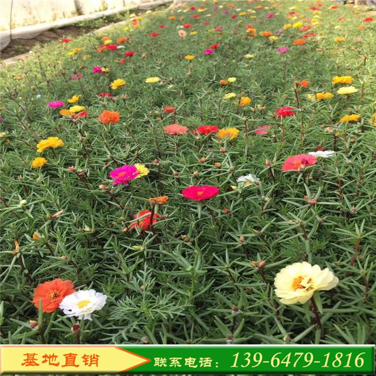 质量好的半枝莲营养钵苗 青州附近的太阳花基地 半枝莲批发价格