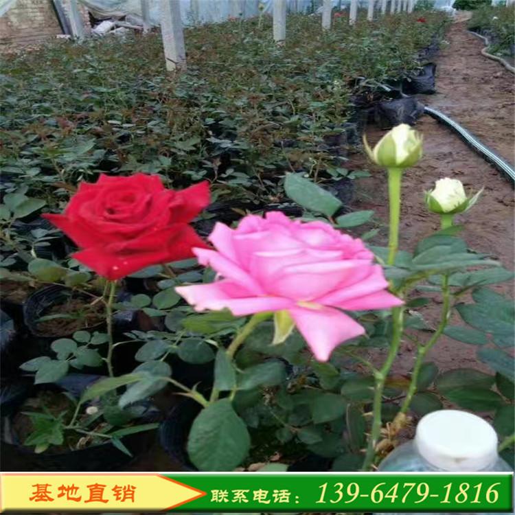 大花月季价格 盆栽微型月季图片 品种月季大红帽月季