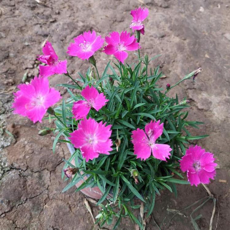 观赏花草欧石竹培育基地 量大从优 潍坊欧石竹批发欧石竹小苗
