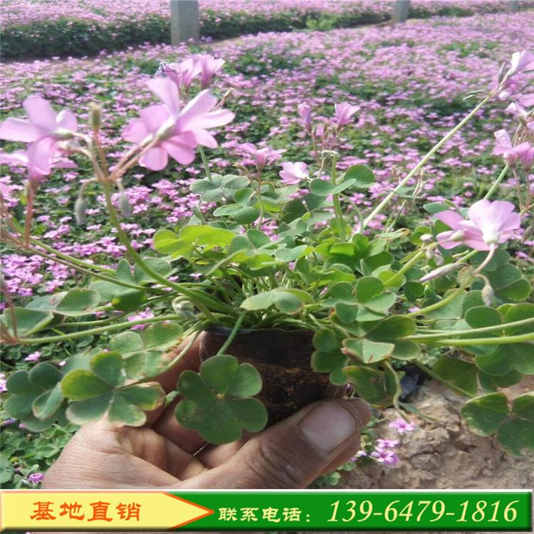 绿叶红花炸酱草 紫叶红花草 三叶草系列红花酢酱草地被绿化公园庭院苗