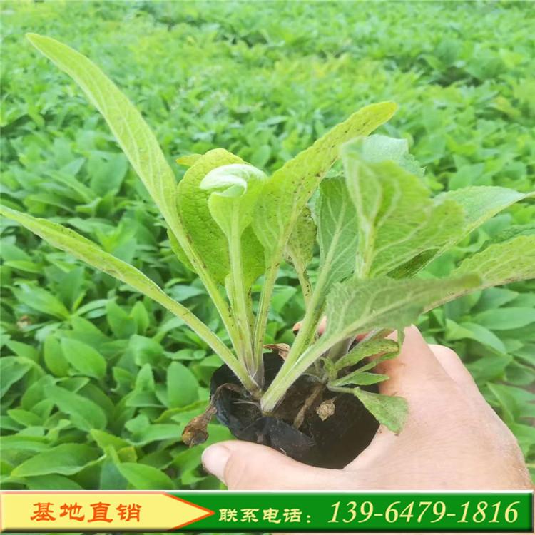毛地黄生产基地 盆栽吊钟柳批发价格 毛地黄山东附近种植基地