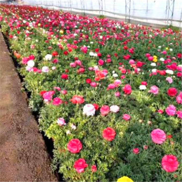 芹叶牡丹 芹叶牡丹厂家 芹叶牡丹产地批发供应