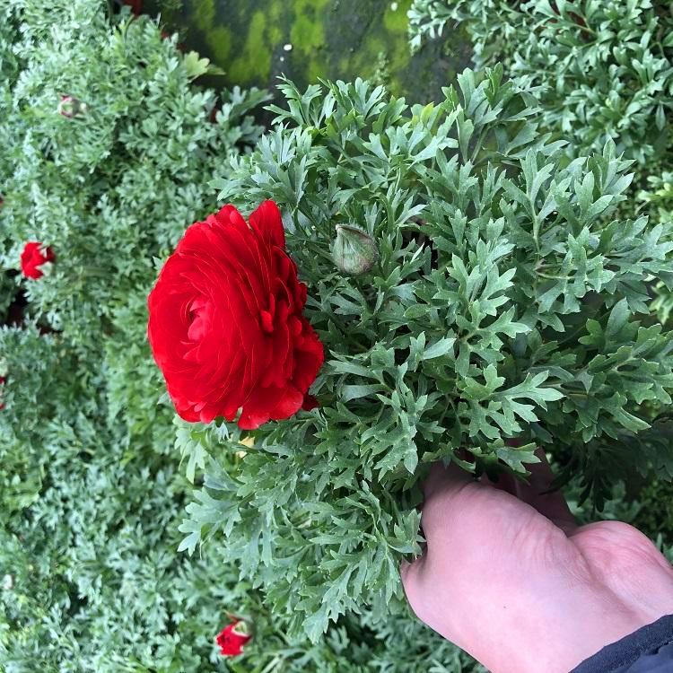 牡丹花开多种颜色 花卉芹叶牡丹基地 厂家直销供应
