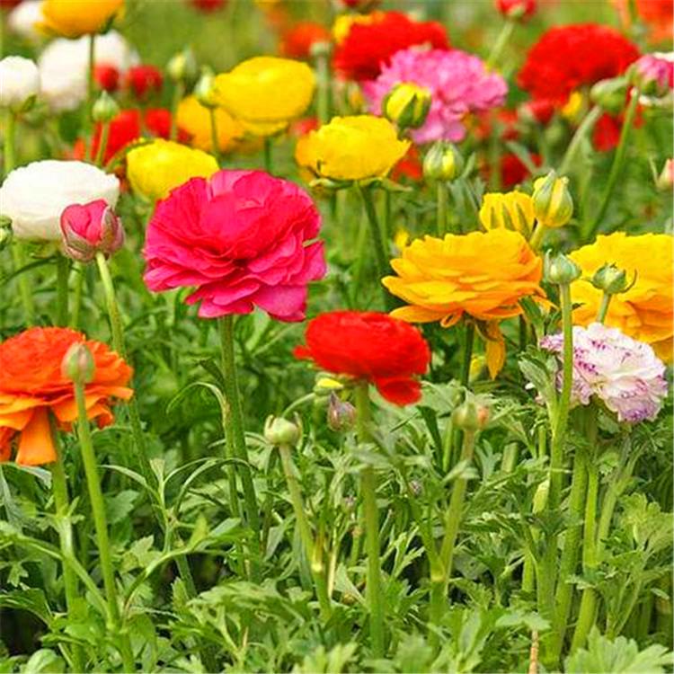 芹叶牡丹价格 芹叶牡丹种植 厂家供应质量保证