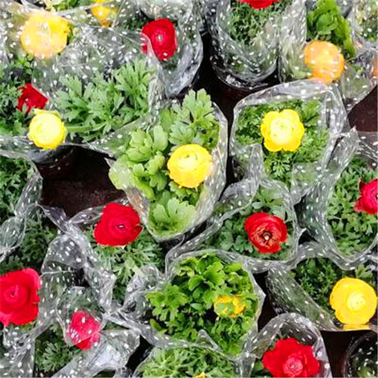 牡丹供应芹叶牡丹 花卉芹叶牡丹基地 厂家直销