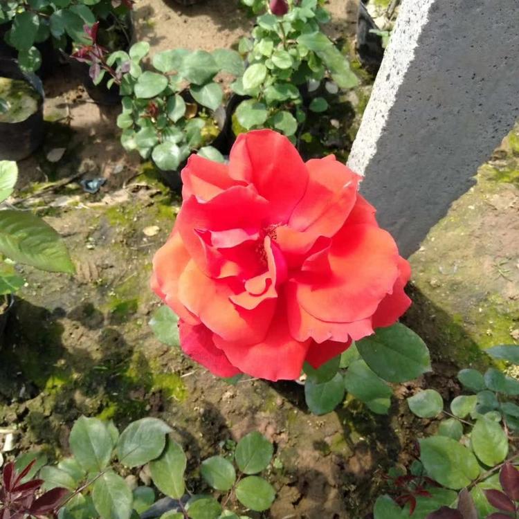 大花月季   各色大花月季供应批发多色大花