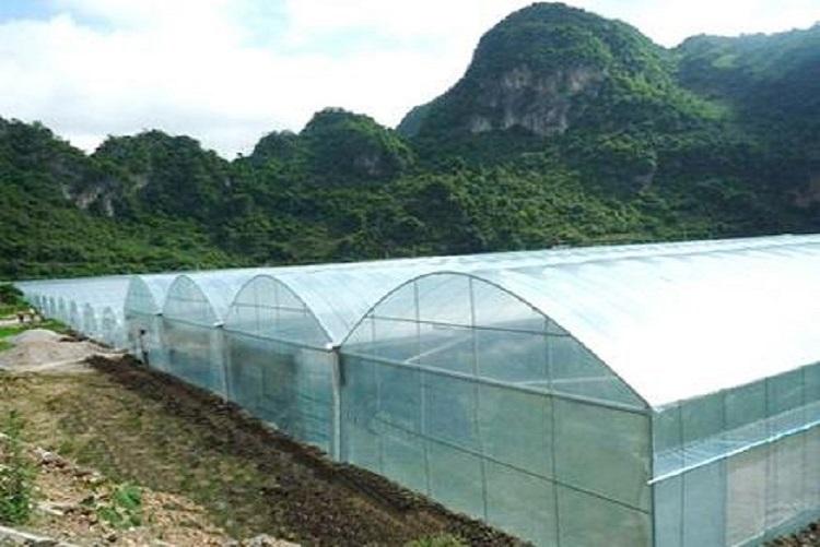 山东薄膜温室 连栋薄膜大棚 青州阳凯温室建设农用温室大棚