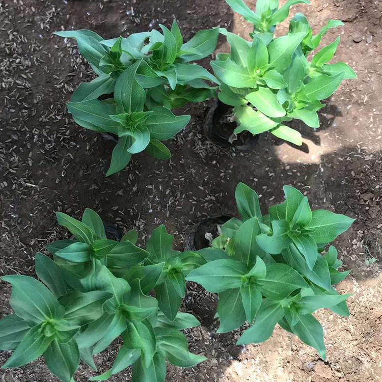百日草种植基地 百日草批发基地 百日草价格咨询香泽