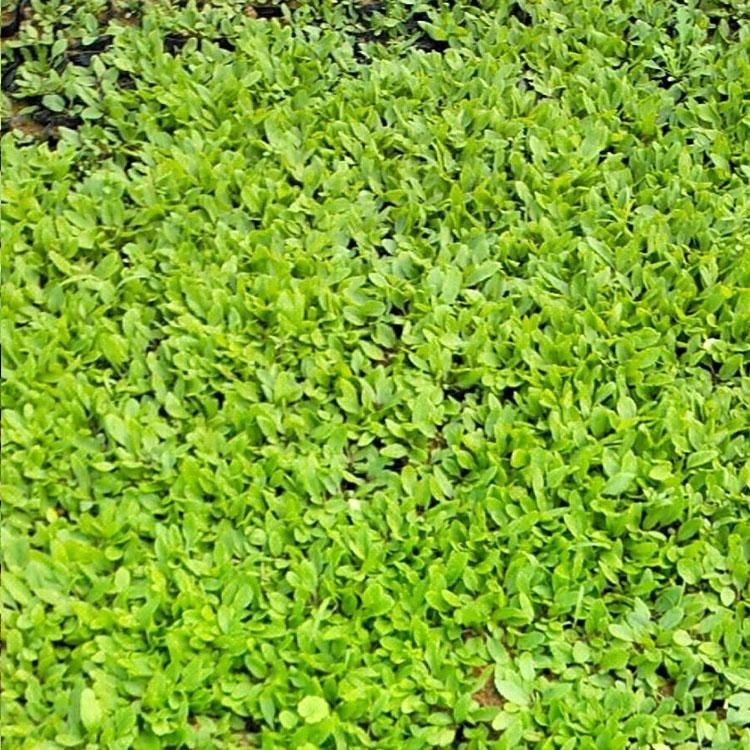 鼠尾草批发 大量批发 山东鼠尾草