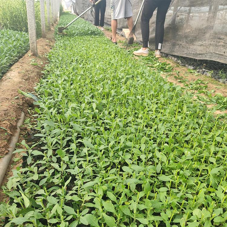 马鞭草小苗供应商 我苗圃批发 山东马鞭草小苗