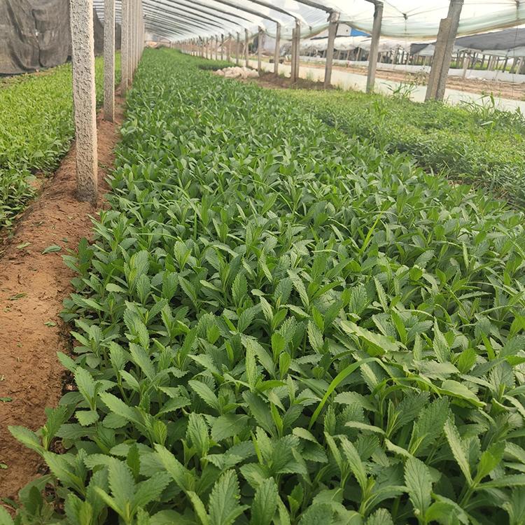 马鞭草批发 我苗圃批发 山东柳叶马鞭草