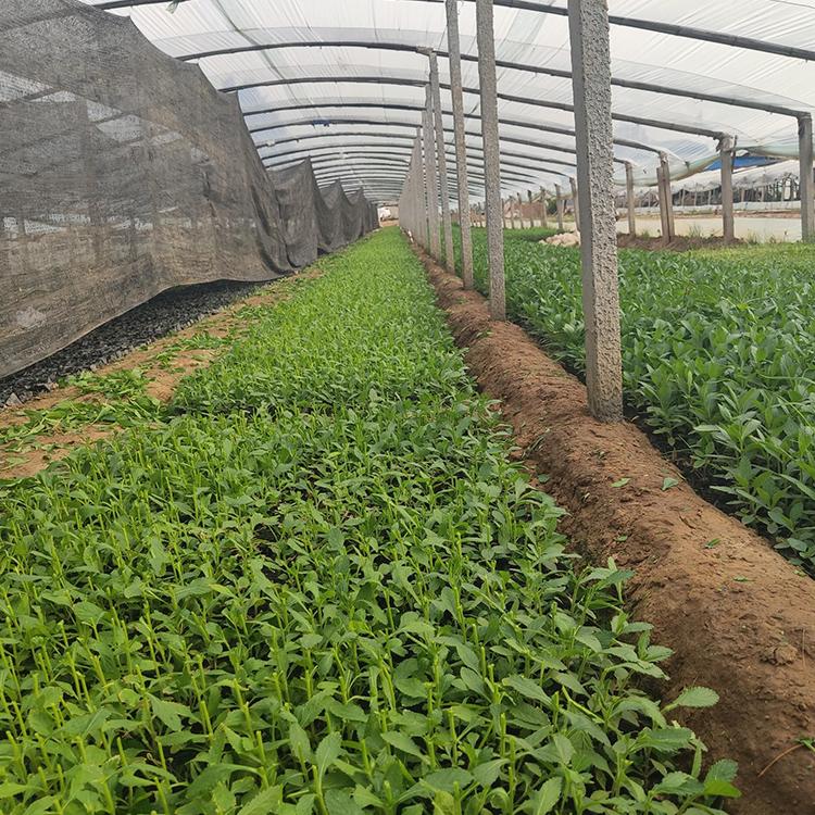 马鞭草小苗供货商 基地直售 青州马鞭草小苗