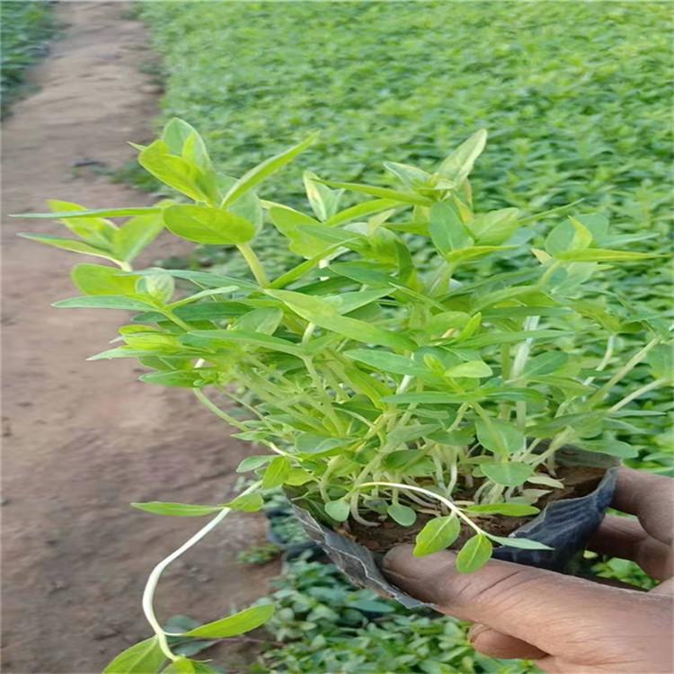 千屈菜