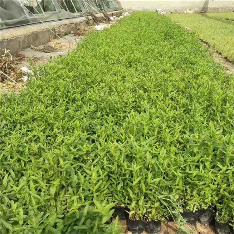 千屈菜小苗 江瑞千屈菜厂家 价格实惠 基地直销