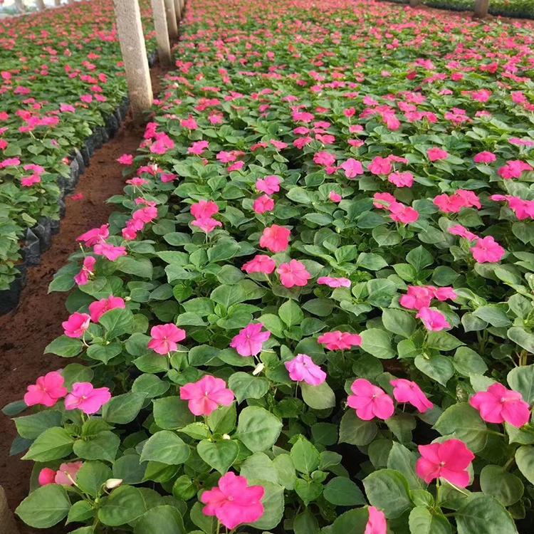 观赏花卉非洲凤仙 青州非洲凤仙种植基地 腾骏花卉