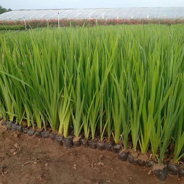 基地批发黄菖蒲 水生鸢尾 水生植物苗子供应商