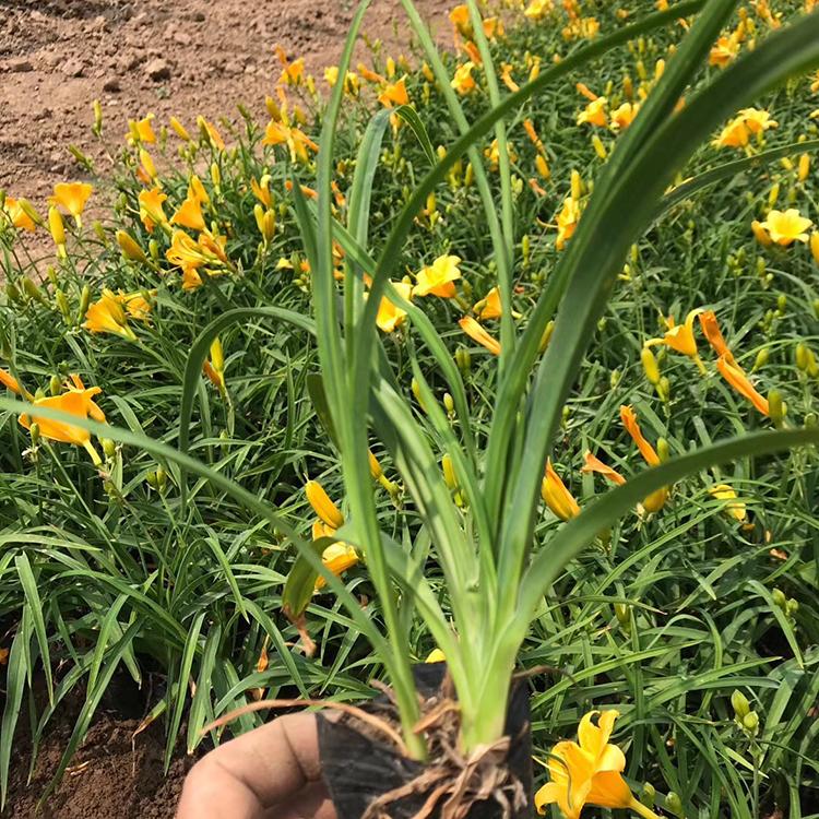 金娃娃萱草种植基地