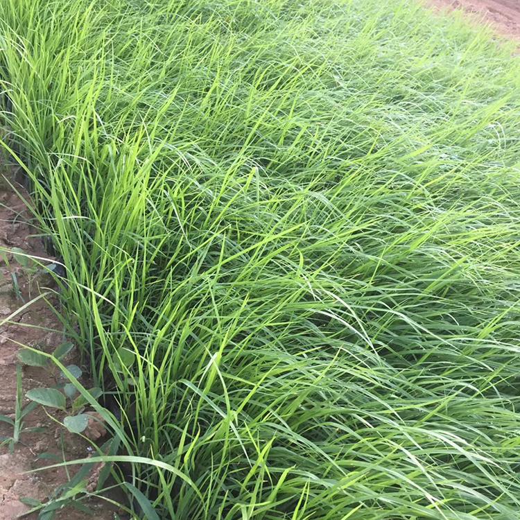 狼尾草 青州观赏草基地 狼尾草批发价格