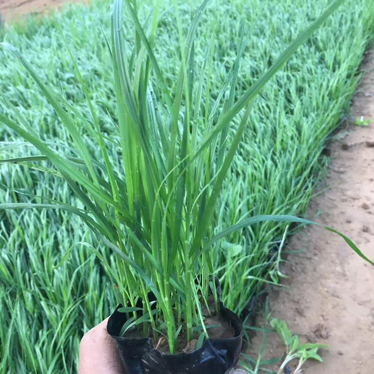 狼尾草 地被宿根草花狼尾草行情 欢迎咨询腾骏花卉
