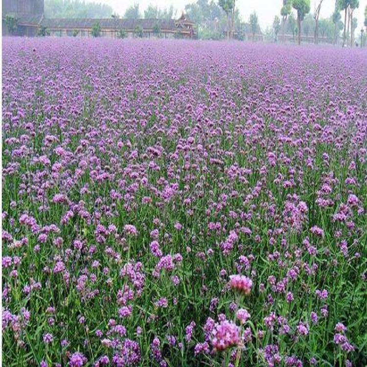 青州马鞭草 马鞭草价格