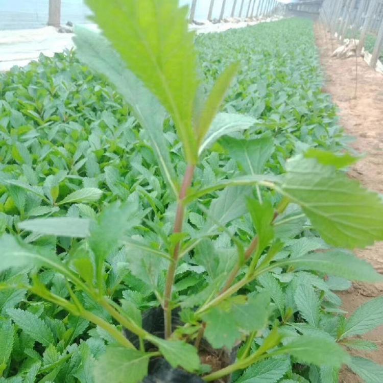 马鞭草批发价格 潍坊马鞭草 价格实惠