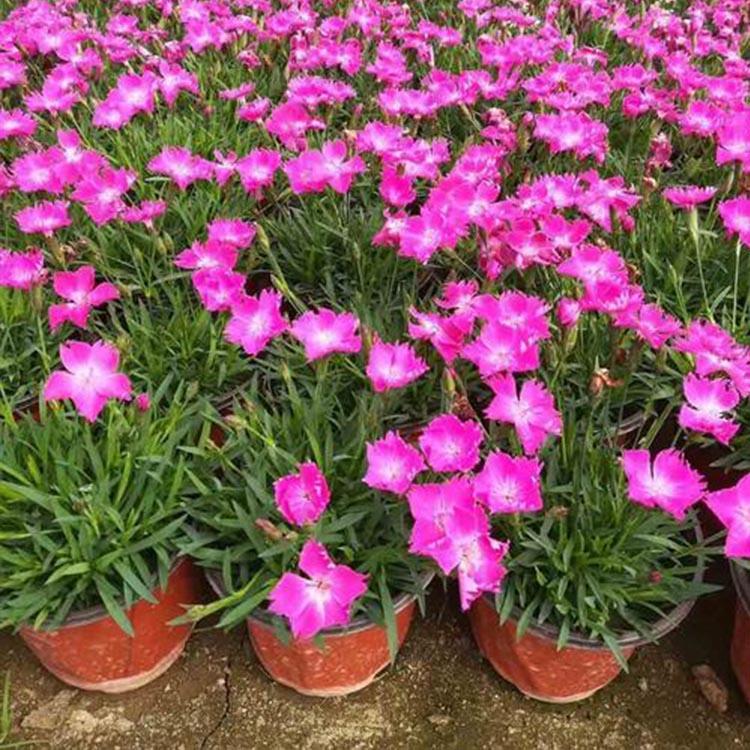 欧石竹小苗农户批发价格 花海用苗 宿根花卉 高品质