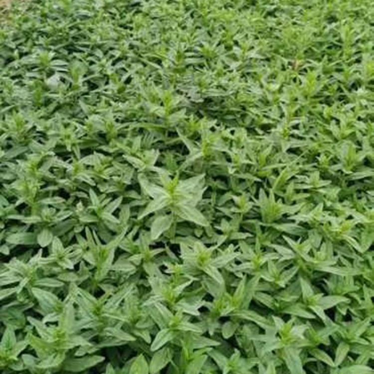 千屈菜批发 千屈菜基地 现起苗再装车
