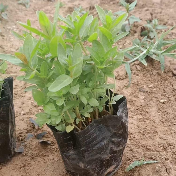 千屈菜直供 青州宿根草花基地 批发千屈菜种苗