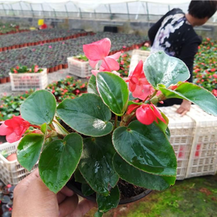 热销推荐 四季海棠种植基地 四季海棠培育基地 四季海棠价格