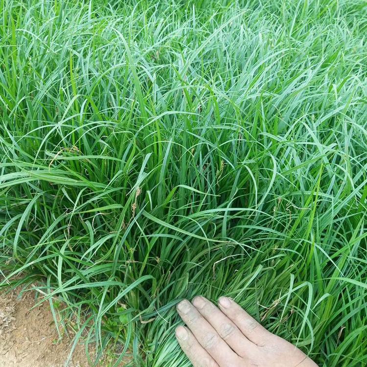 青绿苔草 青绿苔草杯苗基地 青州青绿苔草批发