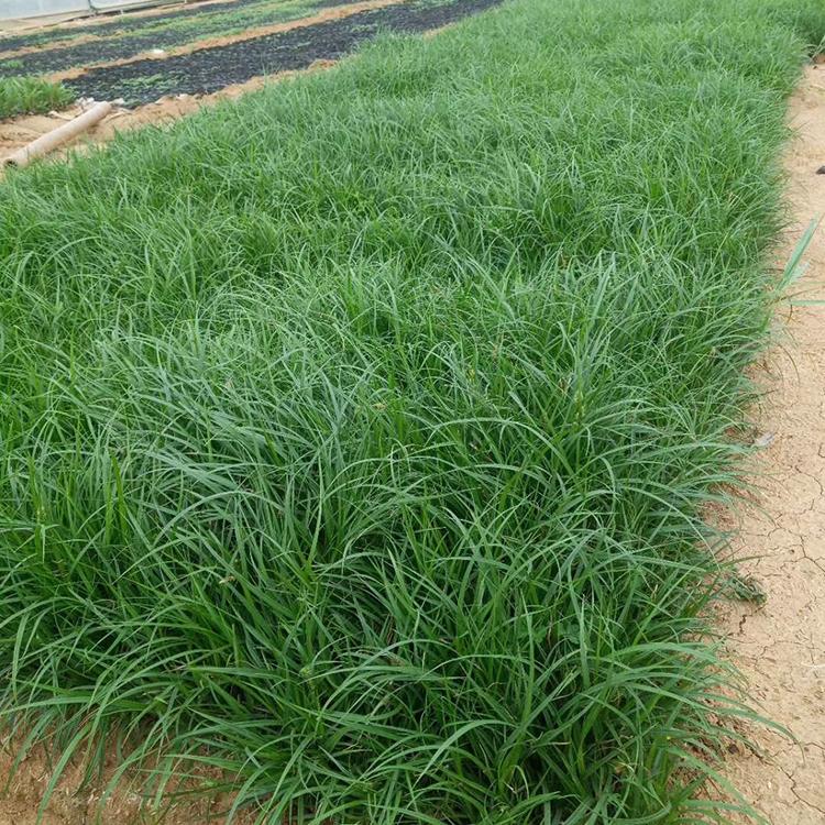 青绿苔草 基地大量供应青绿苔草苗 青州青绿苔草