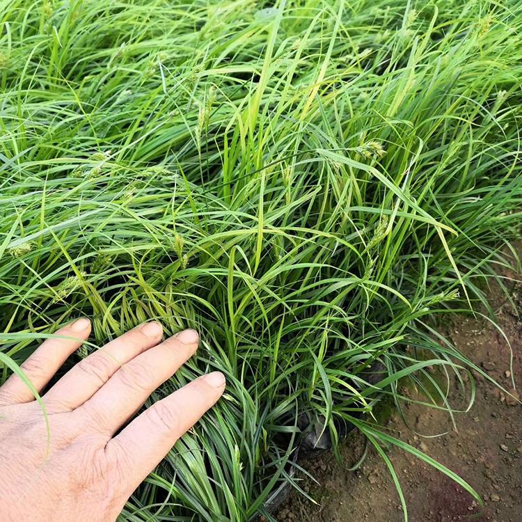 青绿苔草 青绿苔草批发 腾骏花卉