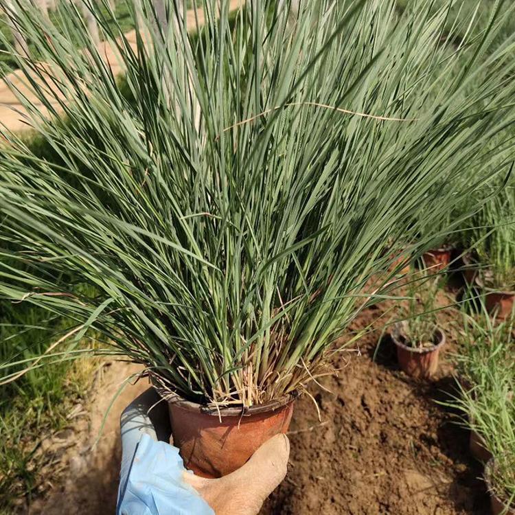 须芒草 多年生草本植物 青州须芒草批发价格